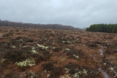 Anskert-Bog