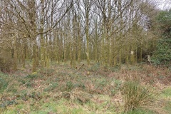 Anskert-Oaks-Doing-Fine