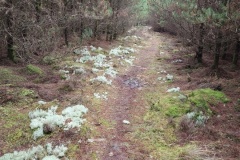 Anskert-Path-to-the-Bog