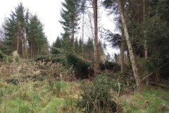 Anskert-Windfalls-cheers-Eowyn