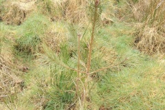 Lucy-and-James-Scots-Pine