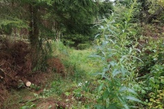 Anskert-Path-Restored-Sept-2026 1