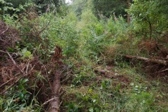 Anskert-Path-Restored-Sept-2026 2