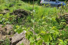 20240616_134952-scaled