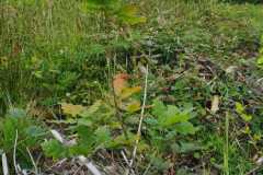 33c18745-e210-4d4c-ae15-c80f8715ba21-1