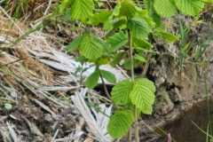 a74dabd4-8a27-468e-9387-e17bc366e94f-1